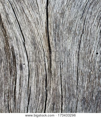 Vertical cracks on wooden texture closeup photo. White and grey wood background. White old tree near the sea. Curves and lines on rustic timber. Rough timber texture. Sea wood backdrop. Seawood photo