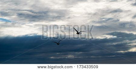 Two seagulls flying against dramatic cloudy stormy sky