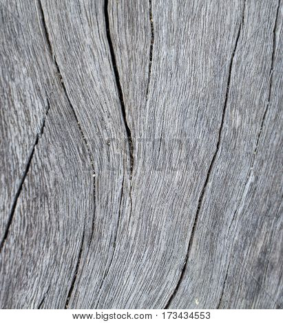 Vertical timber texture close up photo. Monochrome wood background. White old tree near the sea. Curves and lines on rustic timber. Rough timber texture. Shabby wood backdrop. Weathered seawood banner