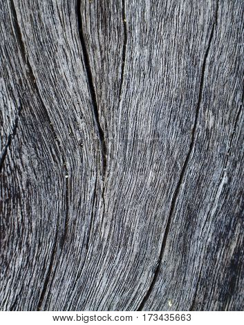 Vertical wooden texture close up photo. White and grey wood background. White old tree near the sea. Curves and lines on rustic timber. Rough timber texture. Seawood backdrop. Old weathered tree image