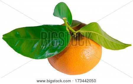 One mandarin with leaves isolated on white background