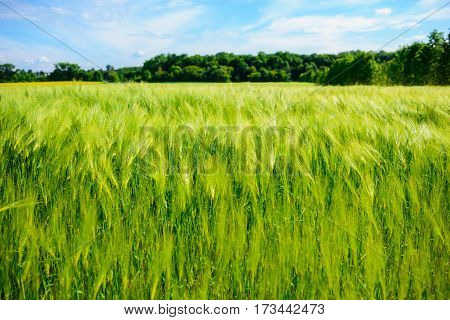 Landscape Of Barley Field In Early Summer