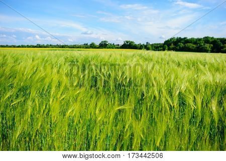Landscape Of Barley Field In Early Summer