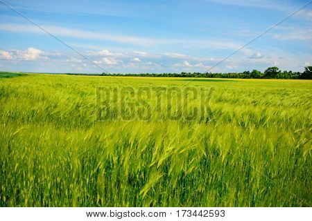 Landscape Of Barley Field In Early Summer