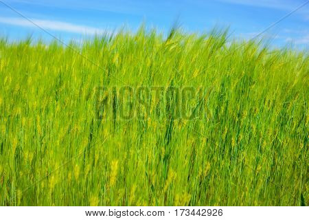 Landscape Of Barley Field In Early Summer