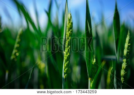 Landscape Of Barley Field In Early Summer