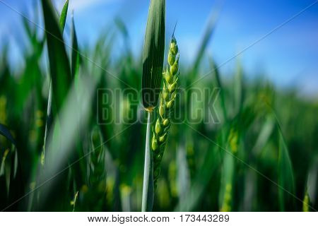 Landscape Of Barley Field In Early Summer