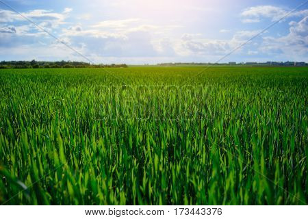 Landscape Of Barley Field In Early Summer