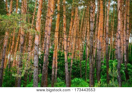 Pine Forest Under Deep Blue Sky