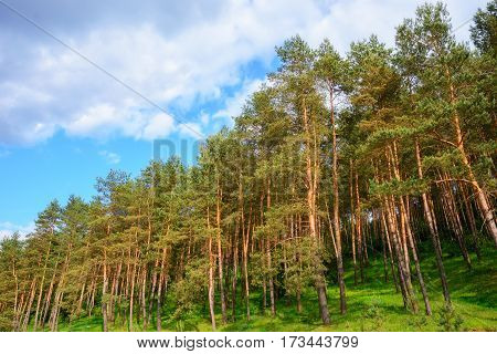 Pine Forest Under Deep Blue Sky