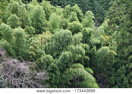 Japan Bamboo