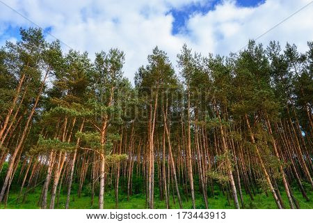 Pine Forest Under Deep Blue Sky