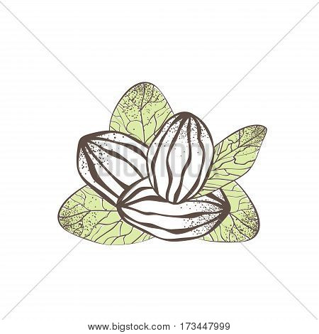 Illustration of Shea Nut Over White Background