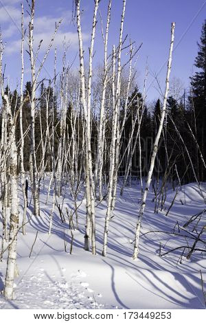 Vertical of a multitude of thin birch trees stalks bare as bones and standing straight at Pabineau Falls near Bathurst, New Brunswick on a bright sunny day with blue skies and clouds in February.