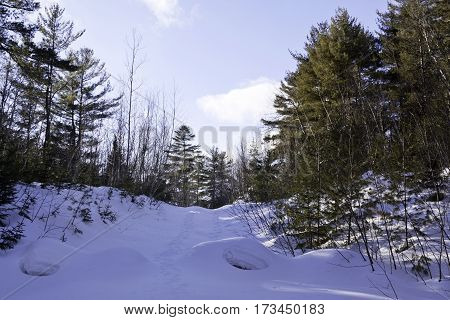 Wide view of a small of fresh snow rising up to a background of green fir trees with a small animal hole midway up at Pabineau Falls near Bathurst New Brunswick on a bright sunny day with blue skies and clouds in February.