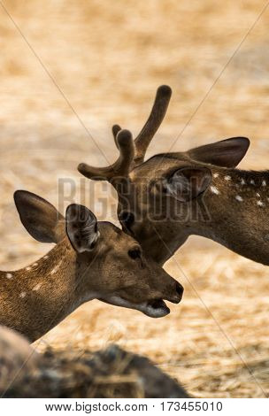 Spot deer in the zoo of Thailand