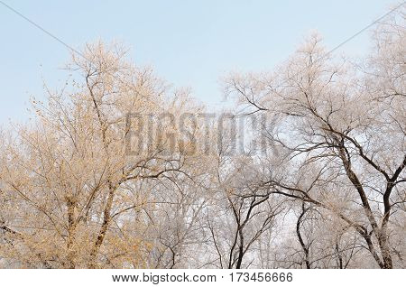 Gorgeous frost on the trees. Winter forest at sunrise in the bitter cold