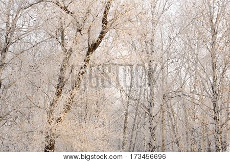 Gorgeous frost on the trees. Winter forest at sunrise in the bitter cold