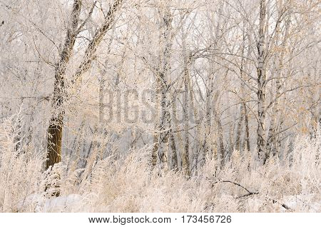 Gorgeous frost on the trees. Winter forest at sunrise in the bitter cold