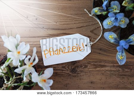 Sunny Label With German Text Pflanzzeit Means Planting Season. Spring Flowers Like Grape Hyacinth And Crocus. Aged Wooden Background