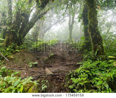 Lush foggy rainforest La Fortuna Costa Rica