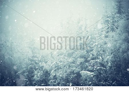 Winter Landscape Photo Background. Spruce Forest Covered by Ice and Snow and the Falling Snow Flakes.
