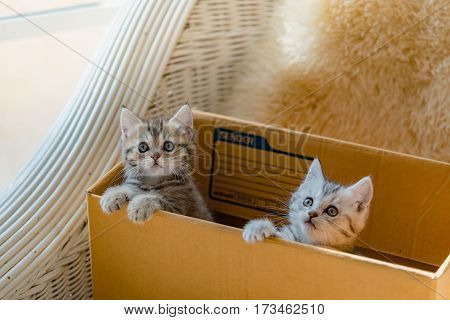 Close up of cute kitten sit in paper box and waiting for someone.