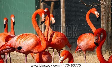 Group of bright pink-orange flamingos in a zoo enclosure