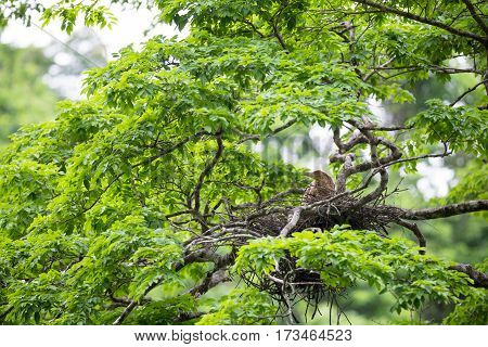 Young tiger heron in treetop nest Costa Rica