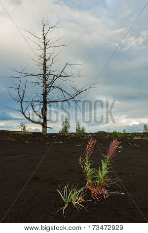 Chamerion angustifolium in Dead wood - a consequence of a catastrophic release of ash during the eruption of the volcano in 1975 Tolbachik