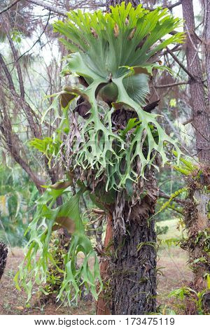Holttum's Staghorn fern on the tree in the forest