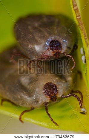 fleas, the dog's blood-sucking insects in leaf