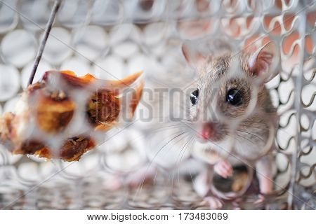 A small rat get caught in a cage trap