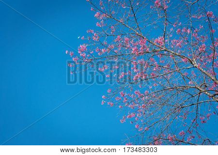 Wild Himalayan Cherry,chiangmai Thailand