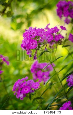 Beautiful purple phlox grow in the garden in sunlight