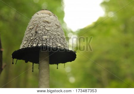 Fruiting bodies of the fungus aspergillus. Bialowieza Forest primary forest.
