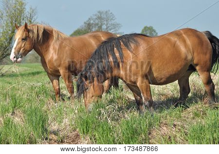 Workhorse. Grazing in the pasture. Meadow in the valley of the Bug.