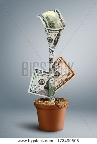 growing wealth creative concept money as flower in pot