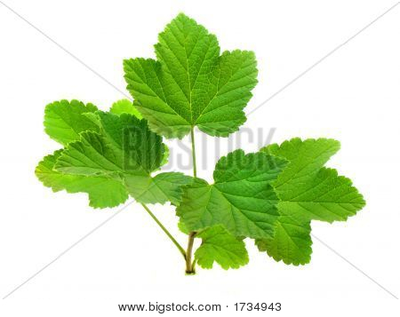 Větve s listy z červeného rybízu