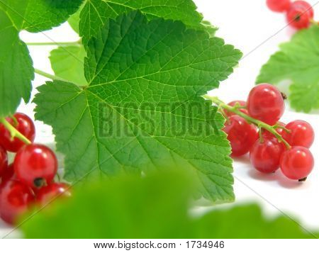 Pobočka Rype do červeného rybízu