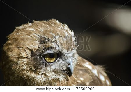 this is a close up of a boobook owl