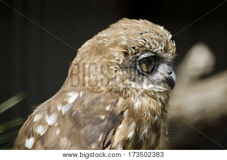 this is a close up of a boobook owl