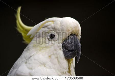 this is a close up of a sulphur crested cockatoo
