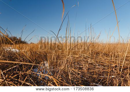 Seedy Reed Stalks