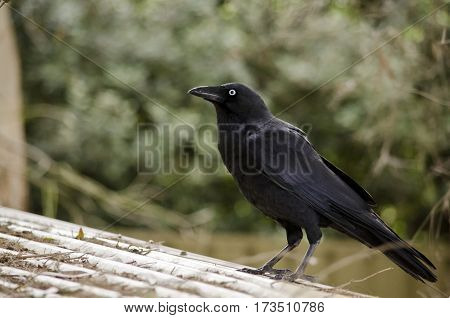 this is a close up of a juvenile Australian Raven with blue eyes