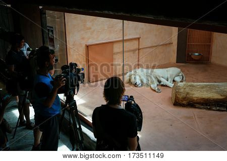 Demidov Ukraine - August 11 2016: White lion in a zoo cage