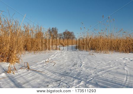 Seedy Reed Stalks