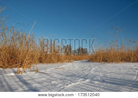 Seedy Reed Stalks