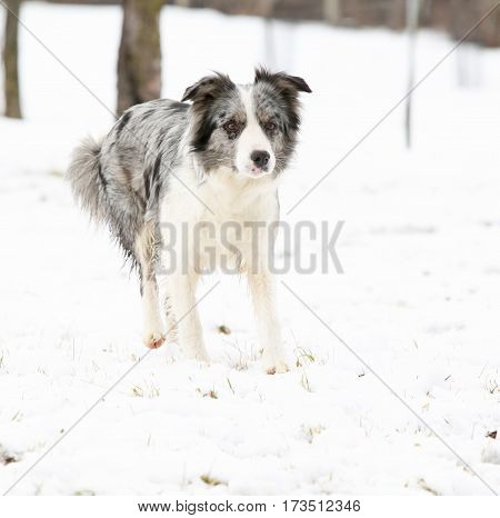 Nice Border collie running in winter in snow