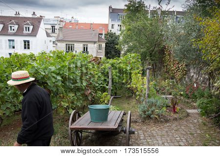 PARIS FRANCE - OCTOBER 7 2016: Old vineyard of Montmartre during festival of grape harvest.